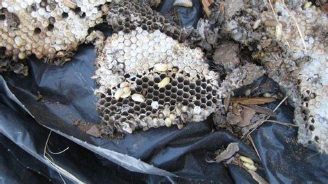 Yellow Jacket nest, dug from ground - Foothill Sierra Pest Control