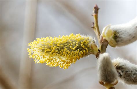 Willow Catkin Catkins Plant Free Photo On Pixabay