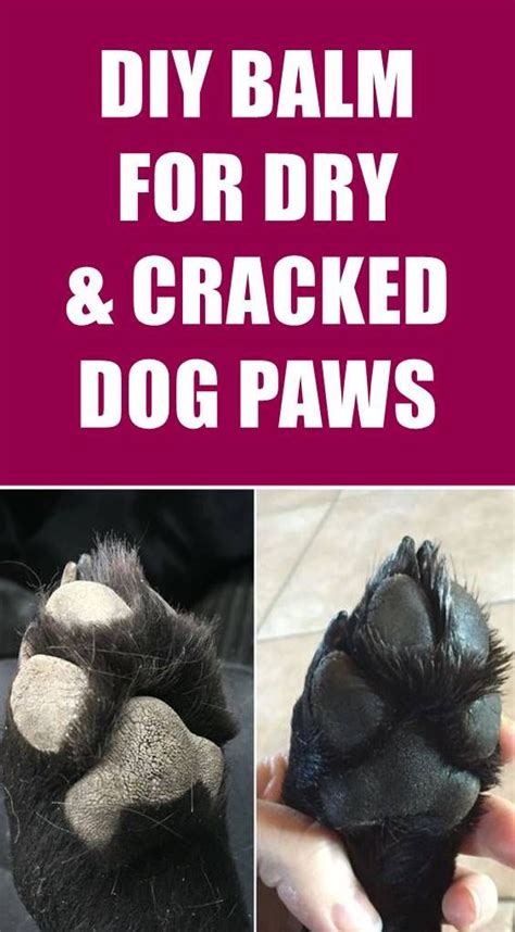 Diy Paw Balm For Dry And Cracked Dog Paws Cracked Dog Paws Dog Paw