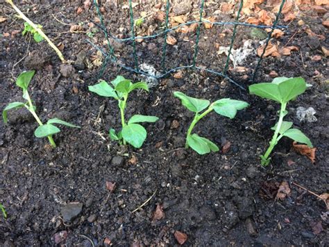 How To Grow High Yielding Fava Bean Broad Bean Plants