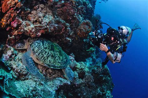Padi Digital Underwater Photographer Underwater Tribe