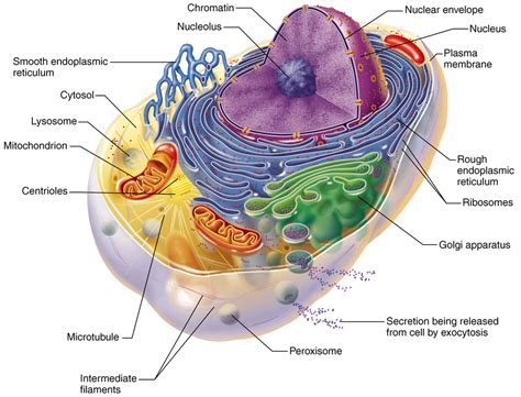 Organelles (Pt 1) Diagram | Quizlet