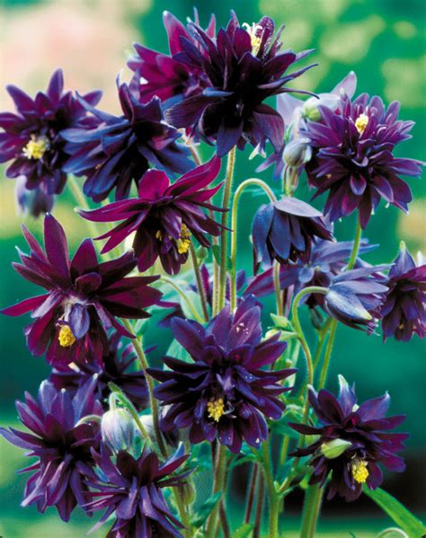 Aquilegia Black Barlow Pflanzen Wilde Akelei Vulgaris Stauden