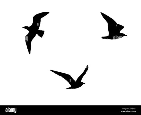 Silhouettes Of 3 Birds Flying On White Background Black And White