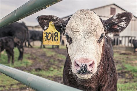 Nebraskas Largest Cattle Feedlot Gets The Green Light