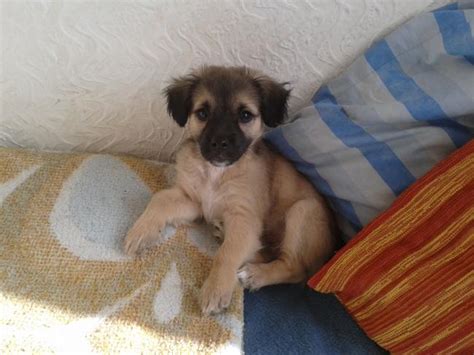 Linda Perro Adoptado En Novelda Alicante Bamb Difunde