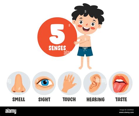 Five Senses Concept With Human Organs Stock Vector Image And Art Alamy