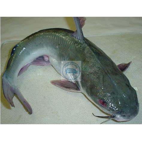 Jual Ikan Lele Segar Fresh Cat FISH Shopee Indonesia