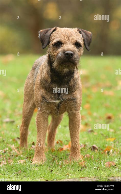 Border Terrier standing on a lawn Stock Photo - Alamy