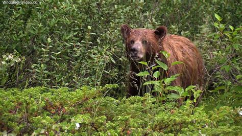 Grizzly Bear Eating Lush Vegetation Youtube