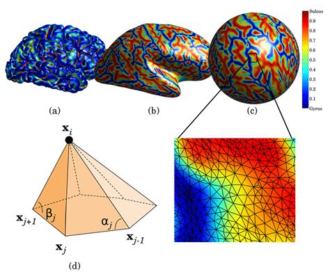 1 Creation Of Spherical Attribute Image A The Cortical Surface Of A
