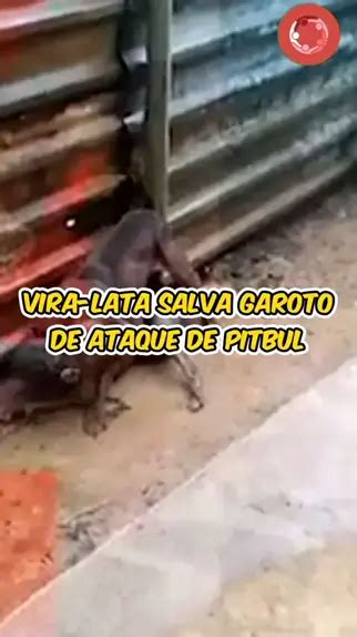 Vira Lata Salva Garoto De Ataque De Pitbul FONTE Kwai