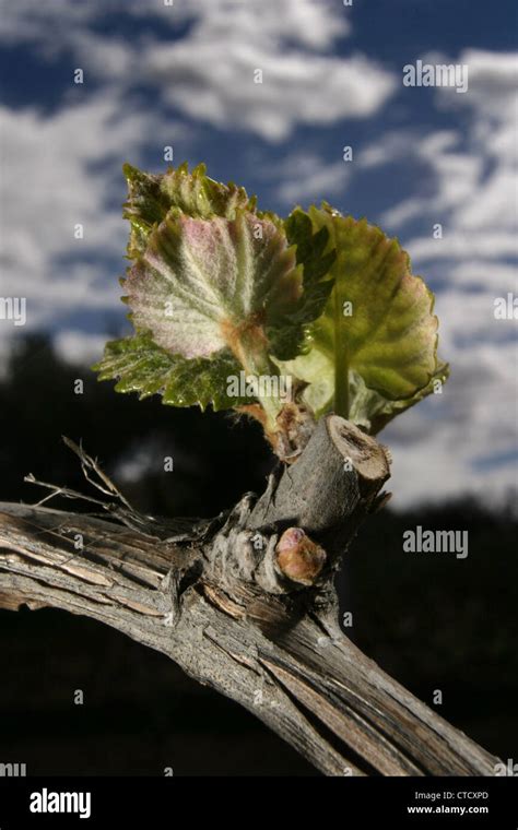 Picture Steve Race Bud Burst On Mourvedre Grapevines In Catalunya