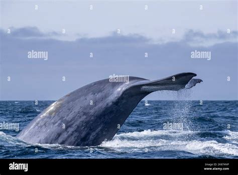 Ballena Azul Balaenoptera Musculus Fotografías E Imágenes De Alta Resolución Alamy