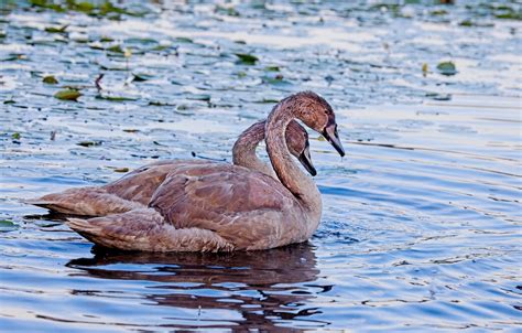 Cisnes Aves Lago Foto Gratis En Pixabay