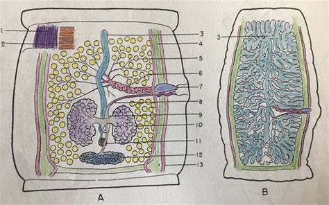 Proglottid anatomy- tapeworm Flashcards | Quizlet