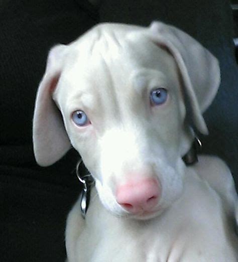 The 25 Best White Doberman Pinscher Ideas On Pinterest Doberman