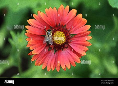 Bee On The Flower In The Summer Garden Illustration Pollination