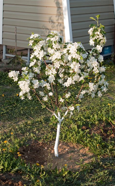 Semi Dwarf Apple Tree