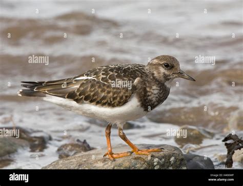 Juvenile Ruddy Turnstone Hi Res Stock Photography And Images Alamy