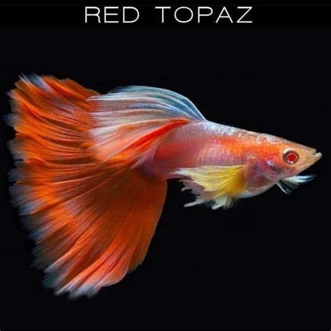 Jual Ikan Hias Guppy Albino Sky Red Red Topaz Hiasan Aquarium Kolam Dan