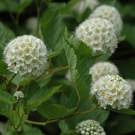 Common Ninebark Shrub