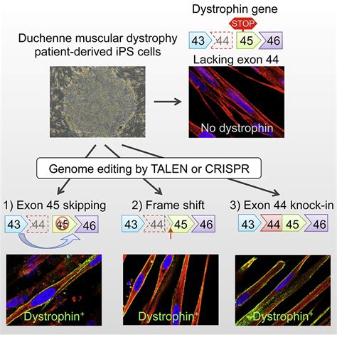 Precise Correction Of The Dystrophin Gene In Duchenne Muscular