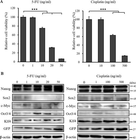 Xtt Cell Proliferation Assay And Western Blot Analysis Of Mips Llccm