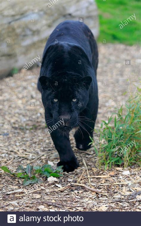 Panther black running hi-res stock photography and images - Alamy