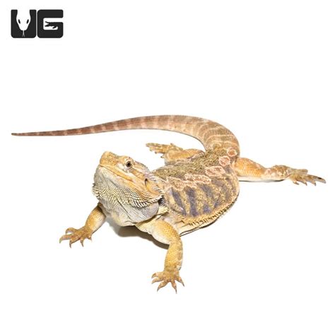 Adult Female Blue Bar Citrus Leatherback Bearded Dragon Pogona