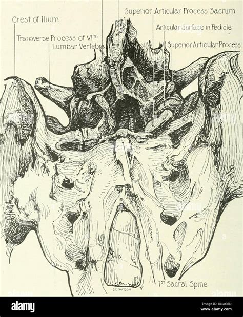 Superior Articular Process Hi Res Stock Photography And Images Alamy