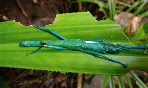 Daintree Rainforest - Australia's Physical Environments