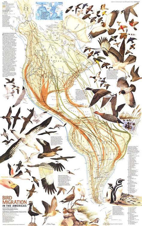 Best Infographics On Bird Migration Bird Illustration Migratory Birds