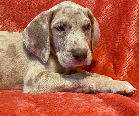 Akc Lilac Brindle Merle Male Great Dane Looking For A Forever Home