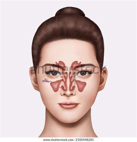 3d Female Illustration Explain Structure Sinuses Stock Illustration