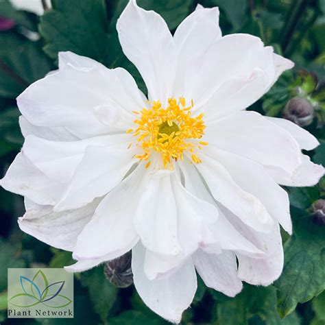 Anemone Fantasy Rapunzel Plant Network