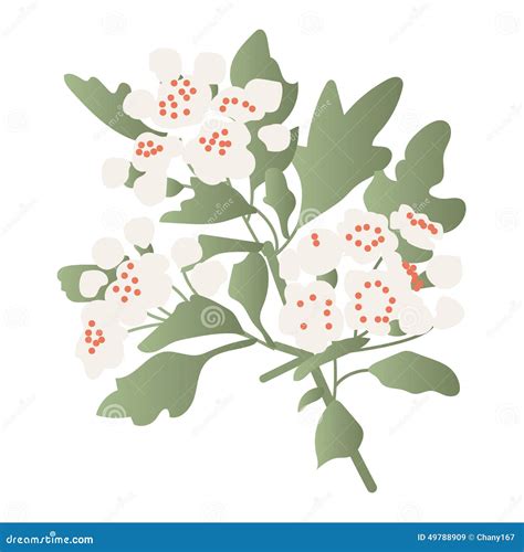 Hawthorn Stock Vector Image