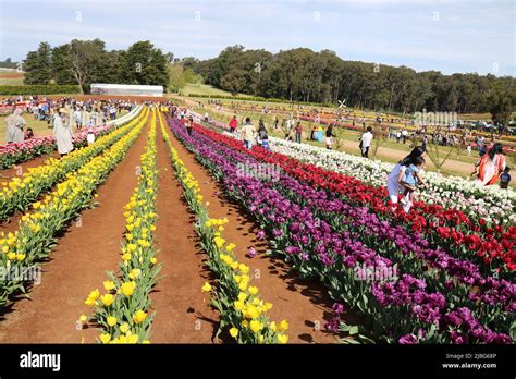 Tesselaar Tulip Festival Victoria Australia Stock Photo Alamy