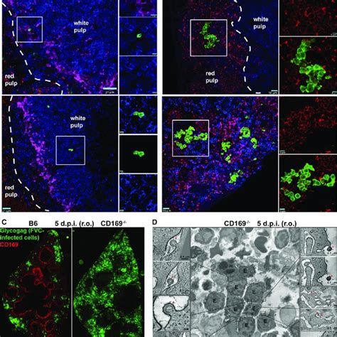 Cd169 Limits Retrovirus Dissemination From Pln To Spleen And Is