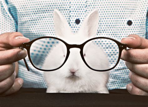 Cuteness Overload Bunnies With Glasses Gallery 10 Photos Hop To Pop