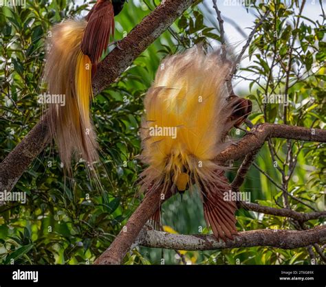 Males trying to impress the female bird of paradise INDONESIA NATURALIST David Attenborough?s ...