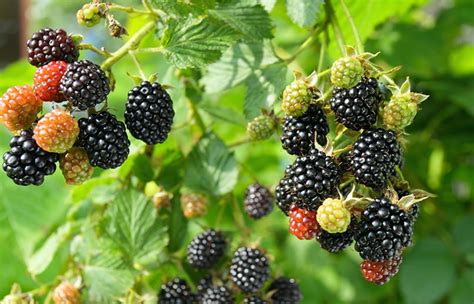 How To Grow Blackberries Tips For Planting Growing Complete Guide