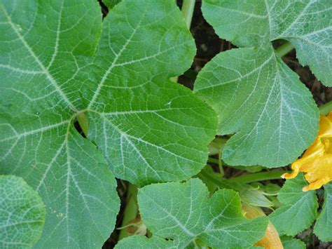 Squash Diseases And Pests Description Uses Propagation
