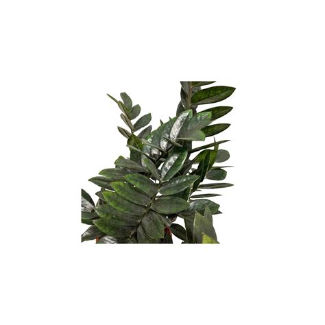 Zamioculcas Zamiifolia 黑金 Raven Black ZZ Plant