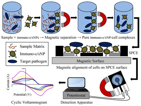 Biosensors Free Full Text Electrochemical Biosensor For Rapid And