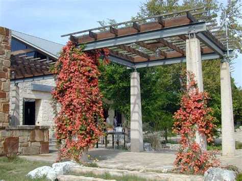 8 Best Climbing Plants For Pergolas