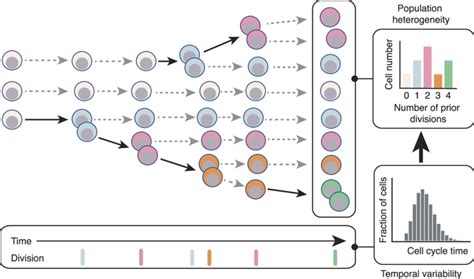 A Schematic Showing How Cell Proliferation Produces Heterogeneity