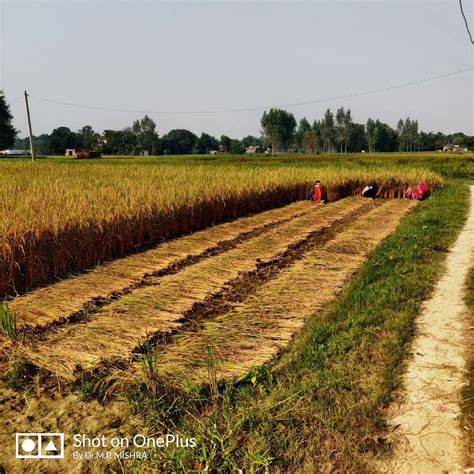 Manual Harvesting of Paddy | TheEcotrends