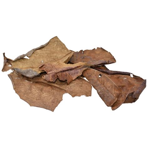 Dried Oak Leaf Litter | Komodo Reptile