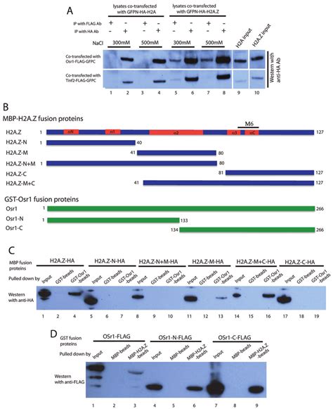 Osr Interacts Directly With H A Z In Vivo And In Vitro A Osr